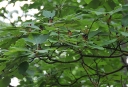 sadzonki - Sasafras lekarski Sasafrzan lekarski Sassafras lekarski Sassafras albidum - nasiona 10szt.