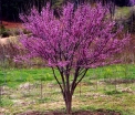 sadzonki - Judaszowiec kanadyjski MERLOT Cercis canadensis C4/50-60cm *29T