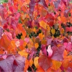 sadzonki - Judaszowiec kanadyjski MERLOT Cercis canadensis C4/50-60cm *29T