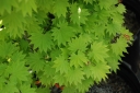 rośliny ozdobne  Klon Shirasawy AUREUM  Acer shirasawanum C5/40-50cm *K15