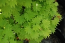 rośliny ogrodowe -  Klon Shirasawy AUREUM  Acer shirasawanum C5/40-50cm *K15