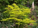 rośliny ogrodowe - Klon Shirasawy AUREUM  Acer shirasawanum C5/40-50cm *K15