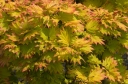 rośliny ozdobne - Klon Shirasawy AUREUM  Acer shirasawanum C5/40-50cm *K15