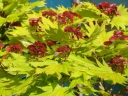 rośliny ozdobne - Klon Shirasawy AUREUM  Acer shirasawanum C5/40-50cm *K15