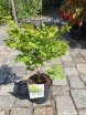 sklep ogrodniczy - Klon Shirasawy AUREUM  Acer shirasawanum C5/40-50cm *K15