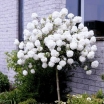 sklep ogrodniczy -  Kalina ESKIMO na PNIU Viburnum Eskimo C3/Pa60-80(110)cm *K13