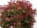 rośliny ozdobne - Głogownik RED ROBIN na PNIU  Photinia fraseri C7,5/Pa120(150)cm *K10