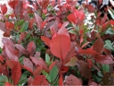 rośliny ogrodowe - Głogownik RED ROBIN na PNIU  Photinia fraseri C7,5/Pa120(150)cm *K10