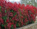 rośliny ozdobne - Głogownik RED ROBIN na PNIU  Photinia fraseri C7,5/Pa120(150)cm *K10