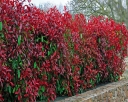 sadzonki - Głogownik RED ROBIN na PNIU  Photinia fraseri C7,5/Pa120(150)cm *K10