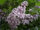 rośliny ozdobne - Lilak Meyera Palibin (Syringa meyeri Palibin) na PNIU C5/Pa80(120)cm *22