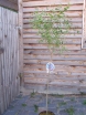 sklep ogrodniczy - Lilak Meyera Palibin (Syringa meyeri Palibin) na PNIU C5/Pa80(120)cm *22
