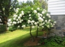 sklep ogrodniczy -  Hortensja bukietowa KYUSHU na PNIU  Hydrangea paniculata C7,5/60-80cm