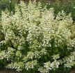 rośliny ogrodowe - Hortensja bukietowa KYUSHU na PNIU  Hydrangea paniculata C7,5/60-80cm