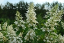 sklep ogrodniczy - Hortensja bukietowa KYUSHU na PNIU  Hydrangea paniculata C7,5/60-80cm