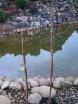 sklep ogrodniczy - Hortensja bukietowa KYUSHU na PNIU  Hydrangea paniculata C7,5/60-80cm