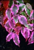 rośliny ozdobne - Dereń kousa LAURA  Cornus kousa C5/60cm