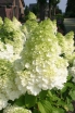 sklep ogrodniczy - Hortensja bukietowa Magical Moonlight® na PNIU Hydrangea paniculata C10/Pa70cm