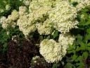 sklep ogrodniczy - Hortensja bukietowa PHANTOM na PNIU  Hydrangea paniculata C5/Pa70cm