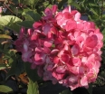 sadzonki - Hortensja bukietowa Renhy VANILLE FRAISE na PNIU Hydrangea paniculata C2/Pa30(50)cm *17