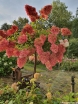 sklep ogrodniczy - Hortensja bukietowa Renhy VANILLE FRAISE na PNIU Hydrangea paniculata C2/Pa30(50)cm *17