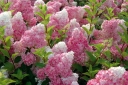 sadzonki - Hortensja bukietowa Renhy VANILLE FRAISE na PNIU Hydrangea paniculata C2/Pa30(50)cm *17