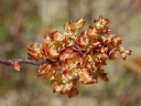 rośliny ogrodowe - Woskownica europejska odm. MĘSKA (Myrica gale) C2/40cm