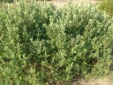 rośliny ogrodowe - Woskownica europejska odm. MĘSKA (Myrica gale) C2/40cm