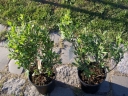 rośliny ozdobne - Woskownica europejska odm. MĘSKA (Myrica gale) C2/40cm