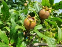 sklep ogrodniczy -  Nieszpułka pospolita (Mespilus germanica) C10