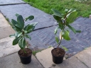 sadzonki - Magnolia grandiflora VICTORIA  Magnolia wielkokwiatowa Zimozielona C5/70-80cm