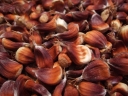 sadzonki - Kasztan jadalny ASPLENIIFOLIA  Castanea sativa