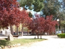 sklep ogrodniczy -  Śliwa wiśniowa HESSEI Prunus ceracifera C5/1m