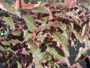sadzonki - Śliwa wiśniowa HESSEI Prunus ceracifera C5/1m