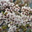 sklep ogrodniczy - Śliwa wiśniowa HESSEI Prunus ceracifera C5/1m
