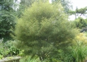 rośliny ozdobne -  Kruszyna pospolita ASPLENIFOLIA Frangula alnus C2/40-60cm *K20