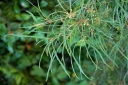 sklep ogrodniczy - Kruszyna pospolita ASPLENIFOLIA Frangula alnus C2/40-60cm *K20