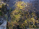 rośliny ogrodowe - Kruszyna pospolita ASPLENIFOLIA Frangula alnus C2/40-60cm *K20