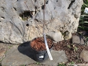 rośliny ozdobne - Kruszyna pospolita ASPLENIFOLIA Frangula alnus C2/40-60cm *K20