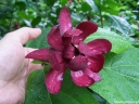 rośliny ogrodowe -  Kielichowiec HARTLAGE WINE Calycanthus raulstonii C4/80-100cm *K9
