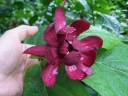 sadzonki - Kielichowiec HARTLAGE WINE Calycanthus raulstonii C4/80-100cm *K9