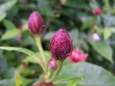 rośliny ogrodowe - Kielichowiec HARTLAGE WINE Calycanthus raulstonii C4/80-100cm *K9