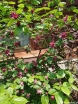 sklep ogrodniczy - Kielichowiec HARTLAGE WINE Calycanthus raulstonii C4/80-100cm *K9