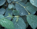 rośliny ogrodowe -  Fotergilla olszolistna Fothergilla gardenii BLUE MIST C2/30-40cm *K20