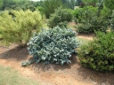 sklep ogrodniczy - Fotergilla olszolistna Fothergilla gardenii BLUE MIST C2/30-40cm *K20