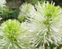 sklep ogrodniczy - Fotergilla olszolistna Fothergilla gardenii BLUE MIST C2/30-40cm *K20