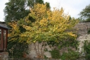 rośliny ogrodowe - Leszczynowiec chiński  Corylopsis sinensis