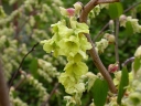 sadzonki - Leszczynowiec nagi  Corylopsis glabrescens C3/50cm