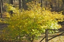 rośliny ogrodowe - Leszczynowiec nagi  Corylopsis glabrescens C3/50cm