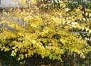 rośliny ogrodowe - Leszczynowiec skąpokwiatowy Corylopsis pauciflora C3/60-80cm